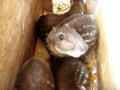 Mountain paca  agouti