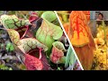 Webinar: Bryophytes of Alberta