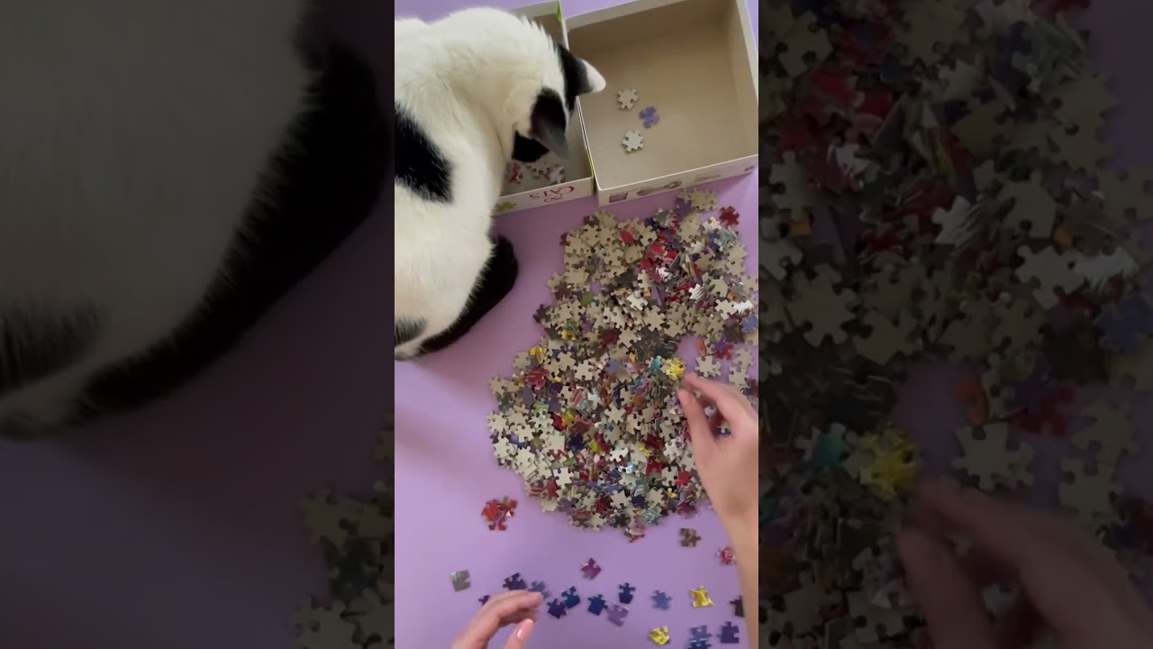 Cat Jigsaw Puzzle Featuring... my cats! #shorts