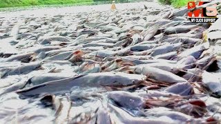 Amazing Million of Hybrid Magur Fish Farming Business in India | Catfish Farming in Pond