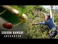 Gordon Ramsay Stunned By Fuchsia Berries | Gordon Ramsay: Uncharted