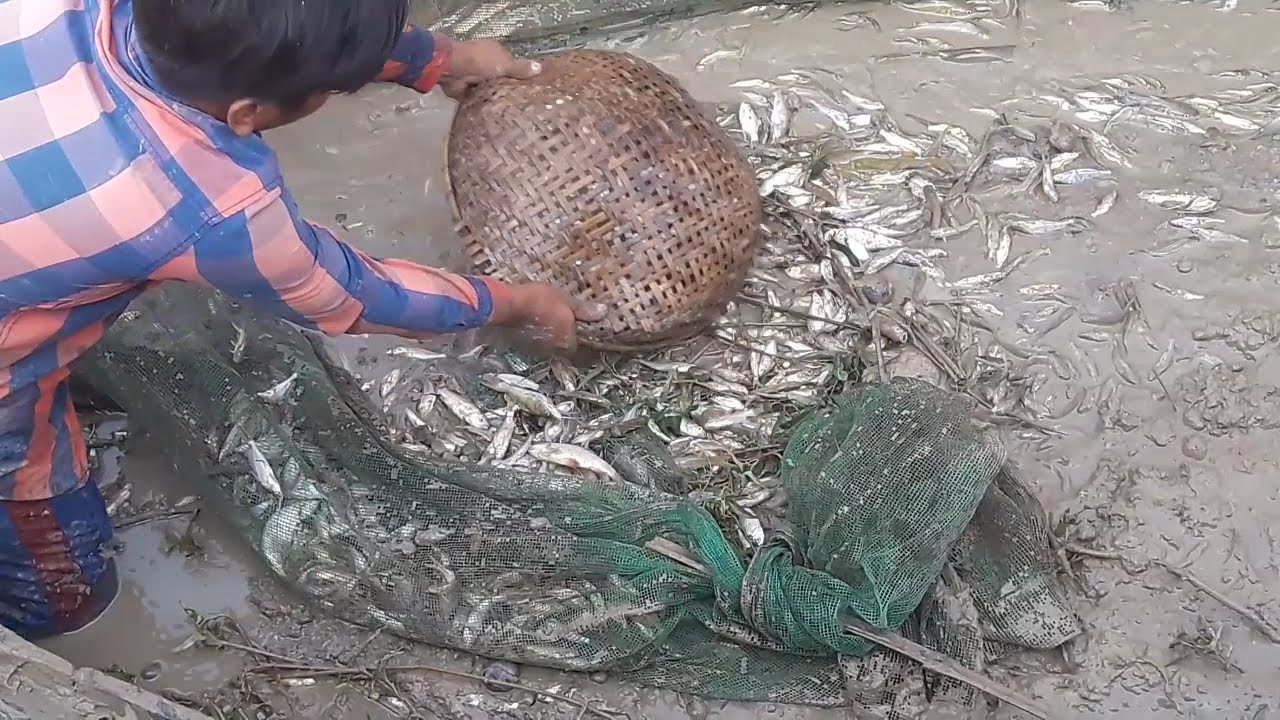 2021 in Cambodia amazing fishing! skill Catch a lot of fish in mud