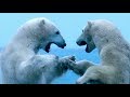 Meet the Polar Bears of Hudson Bay | Op-Docs