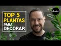 TOP 5 PLANTAS para DECORAR LA CASA y TODO SOBRE SUS CUIDADOS