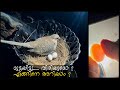 How To Check Bird's Egg Result II മുട്ട വിരിയുമോ? എങ്ങിനെ അറിയാം ? Fertile Or Not ?