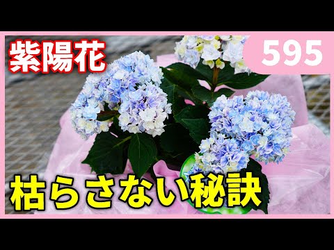 北米原産アジサイ8品種、迷ったらこれ！