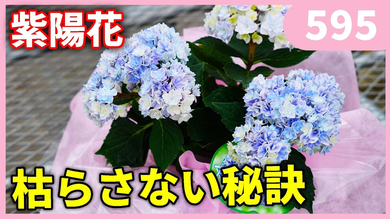 Tips for caring for hydrangeas you received by Gardening Channel