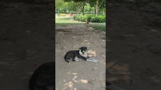 #doggo #dogsawesome #dogsarelove #pets #petsandbabies #ashokagarden #ashokvihar #delhi