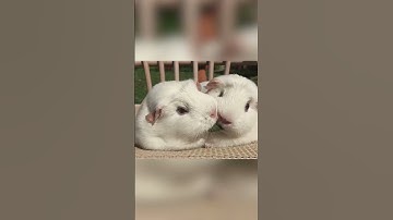 Thumbnail of Hilarious Guinea Pigs Munch on Same Piece of Grass!