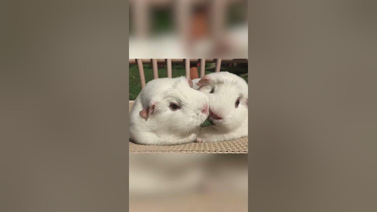 Hilarious Guinea Pigs Munch on Same Piece of Grass!