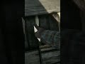 75% Players didn't notice these item -RDR2