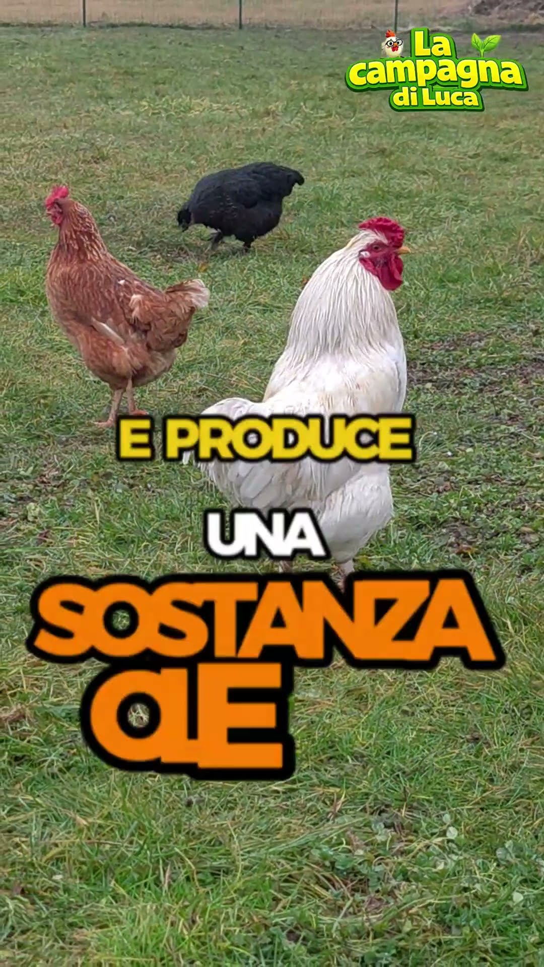 Il SEGRETO delle galline che NESSUNO CONOSCE ????☔