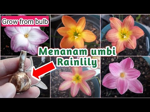 Video: Penjagaan Mentol Rain Lily - Cara Menanam Lili Hujan