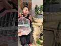 Chintu finds Chinki's parrot 😱Chintu Be Like… #Shorts #FunnyShorts