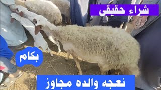 مربى أغنام أشترى نعجتين أوسيمى وحده والده توأم ووحده عشر sheep videos
