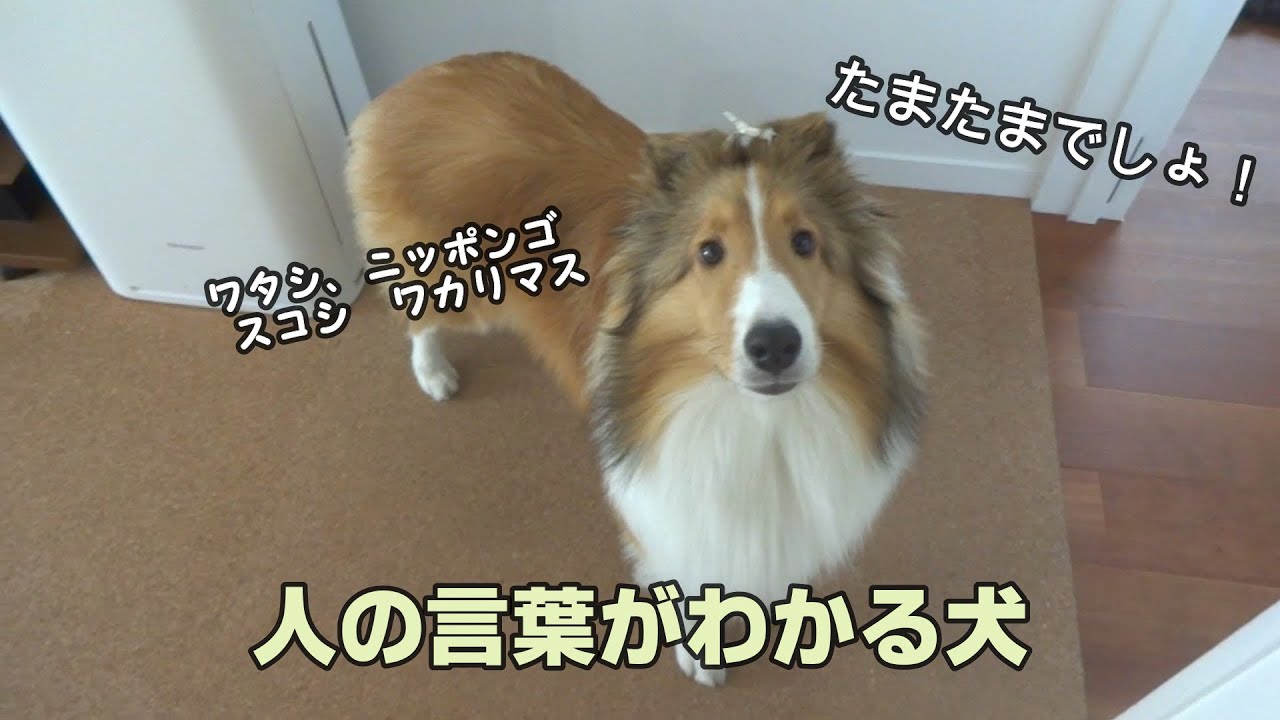 犬 は 人 の 言葉 が わかる