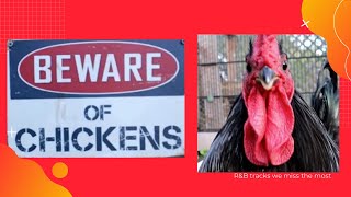 Visiting my Dads Attack Rooster and Brooding Chicken Video by All Fur Dogs 93 views 3 years ago 6 minutes, 41 seconds