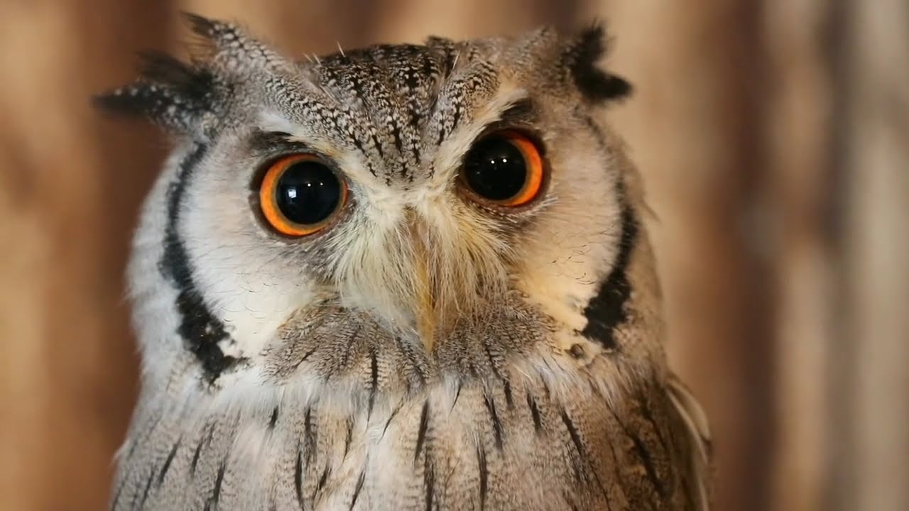 Burung Hantu Lucu Versi Lagu anak Bahasa Inggris