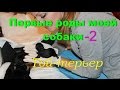 Роды нашей собачки той-терьра Мики. Наш первый опыт.