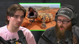 How Bad is a Gila Monster Bite in Reality!