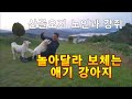 산골 오지의 노인과 강아지 [놀아달라 보채는 애기 견]