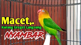 SUARA LOVEBIRD NGEKEK PANJANG FIGHTER FULL EMOSI, LOVEBIRD MACET KURANG GREGET LANGSUNG NYAMBAR