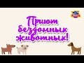 Кожуховский приют бездомных животных! Репортаж Planeta-TV!