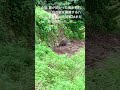 括り罠に掛かった猪🐗 メス 体長120cm 2023/6/9 #有害鳥獣駆除