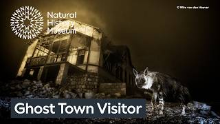 Ghost Town Visitor by Wim Van Den Heever  | Wildlife Photographer of the Year