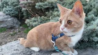 Medi Cat is a huge fan of urban rock climbing by Medi Cat 149 views 1 year ago 2 minutes, 23 seconds