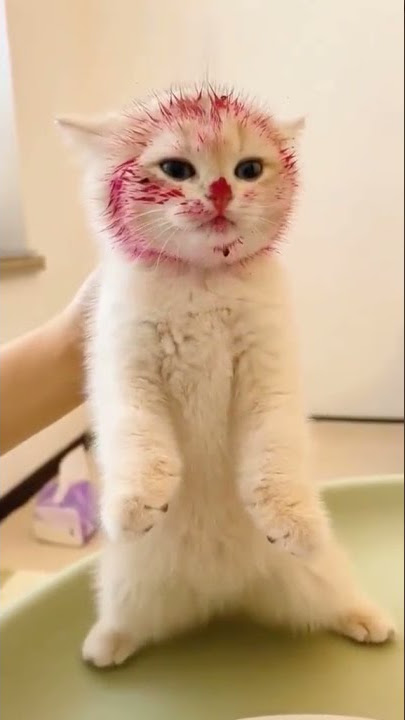 Anak kucing lucu makan buah naga