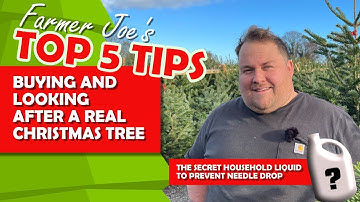 Top 5 Tips: Buying And Keeping Your Real Christmas Tree ALIVE + the liquid to prevent needle drop!