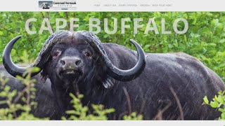 Famous Dallas real estate executive killed by buffalo during South African hunting safari Wealth