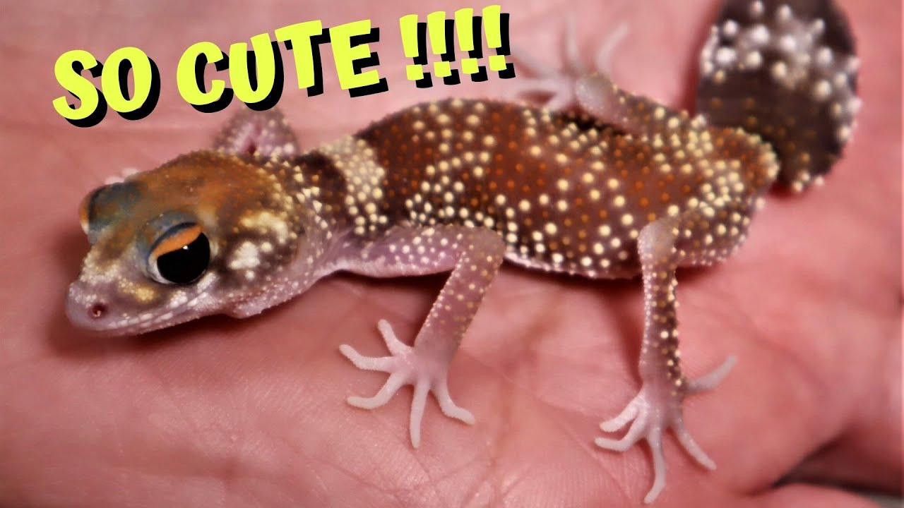 Nephrurus milii, The Cutest Pet Reptile?