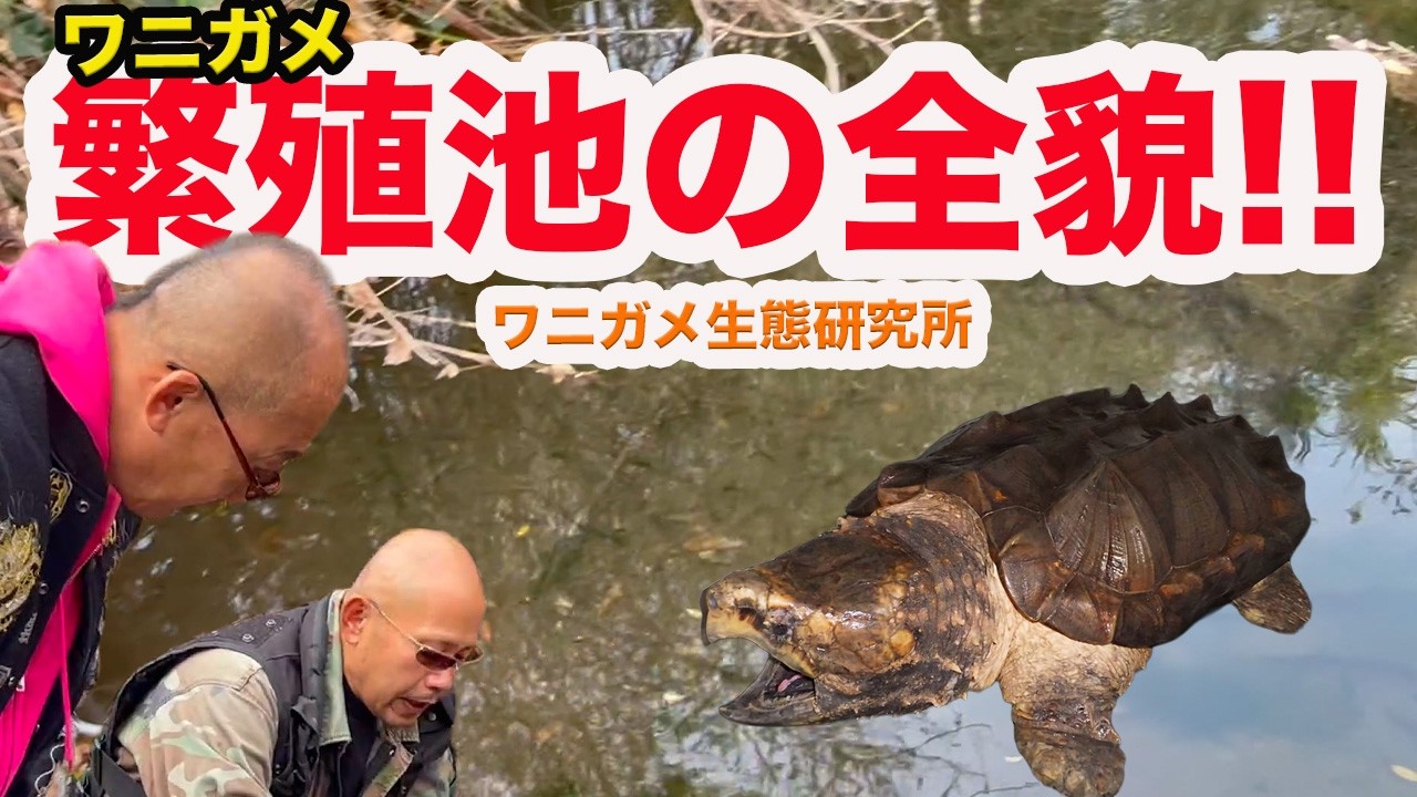 ワニガメ 生態 研究 所