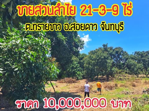 ❌ปิดการขาย❌KL-011 ขายสวนลำไย🌳🧆21-03-92ไร่ ต.ทรายขาว อ.สอยดาว จันทบุรี✨🐰✨