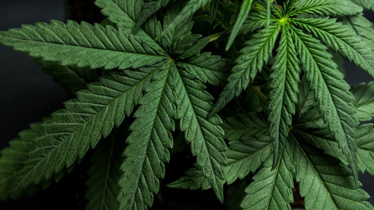 Cannabis M&As heat up before recreational legalization