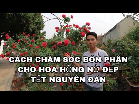 Cách bón phân chăm sóc cây hoa Hồng nở đẹp vào Tết nguyên đán.CHUẨN GARDEN TV mới nhất 2023