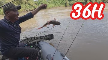 36H Mùa Cá Lăng Sông Bé | 36H Catfish Season of Song Be River P44