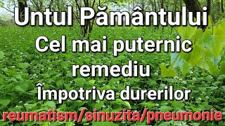 Untul Pământului-planta care tratează reumatismul/sinuzita/pneumonia. Unde se găsește,cum se prepara