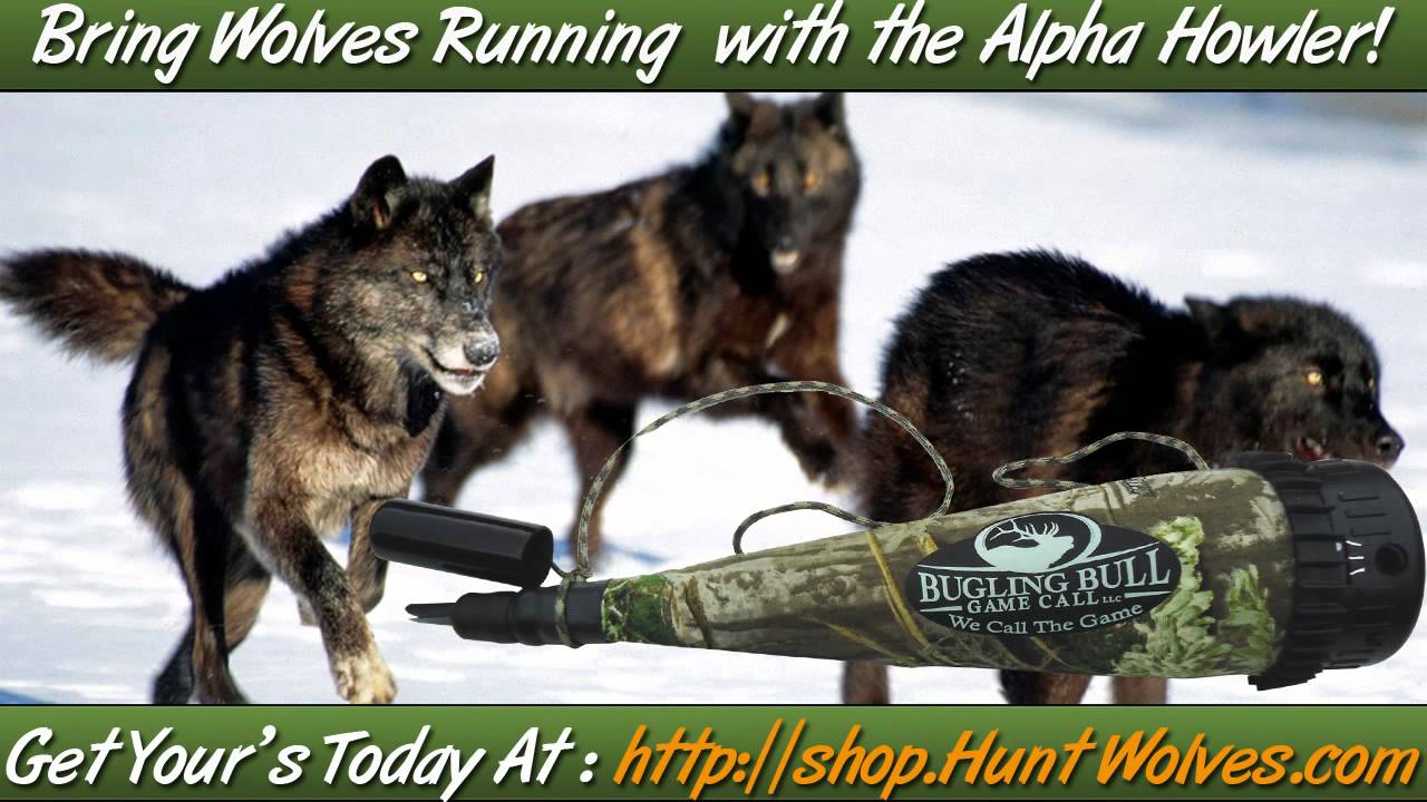 wolf howler calls pack wolves youtube wolf howler calls pack wolves youtube