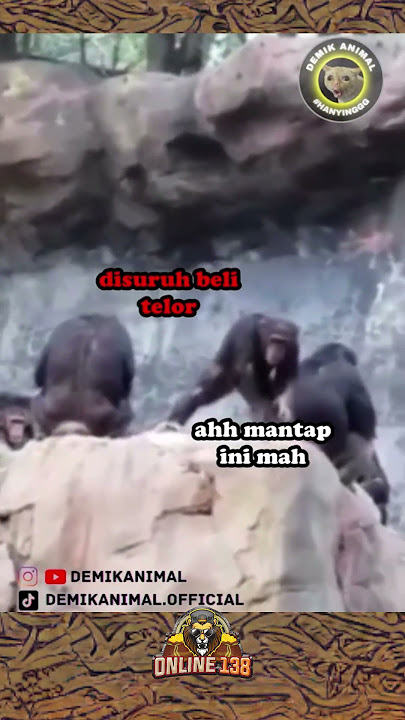 dubbing hewan lucu kevin si panda nakal