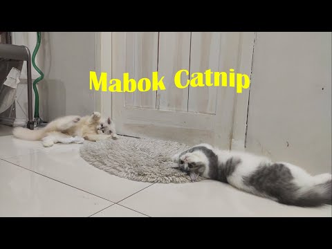 Video: Bagaimana Valerian Berfungsi Pada Kucing