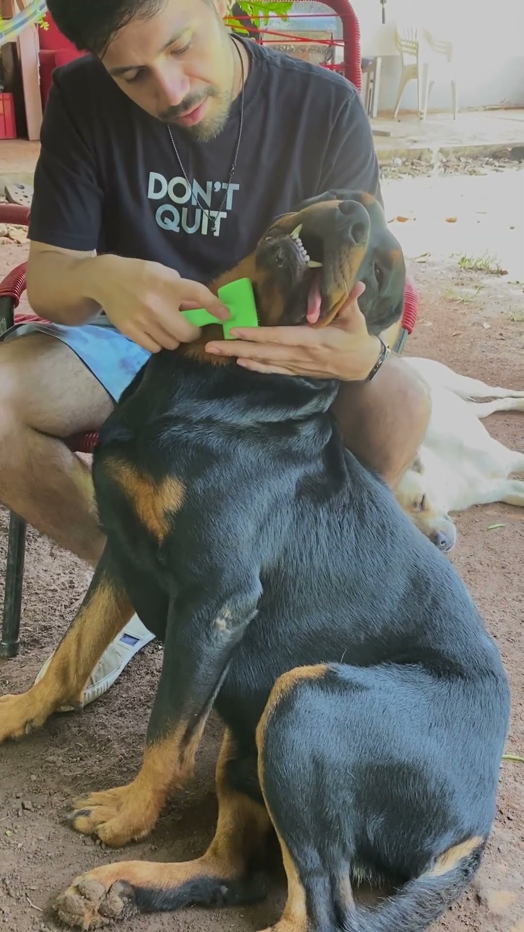 Rottweiler Loves Being Brushed || ViralHog