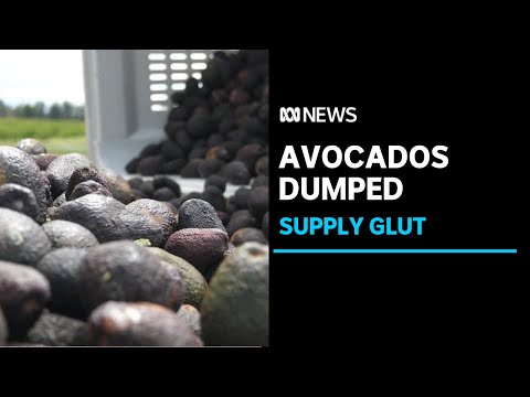 Avocados dumped after bumper season sees glut on the market | ABC News