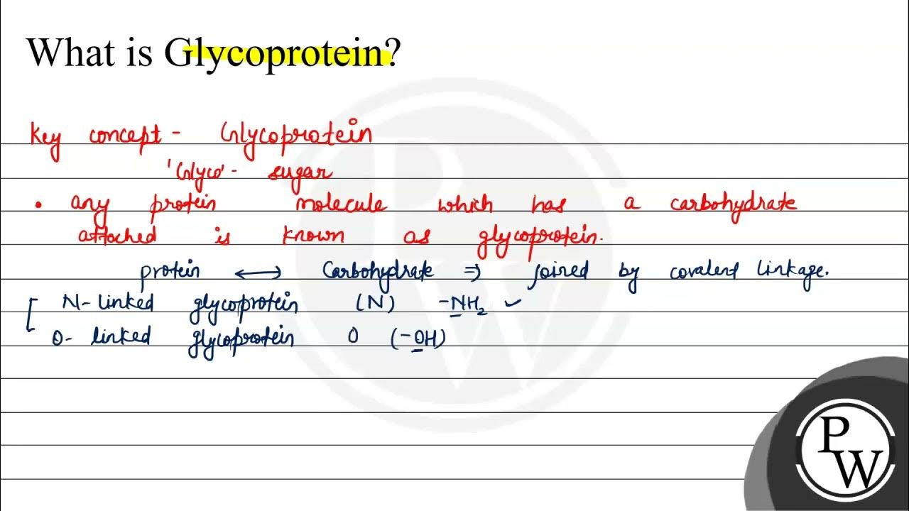 What is Glycoprotein? \( \mathrm{key} \). W YouTube
