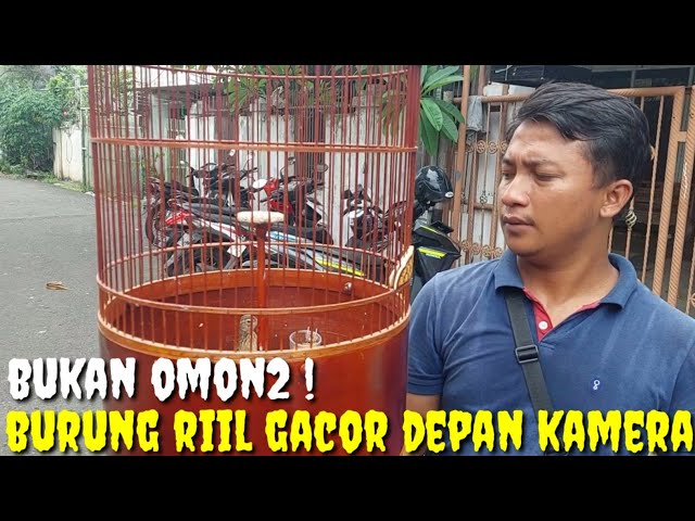 BURUNG ISTIMEWAH HARGA LEBARAN ! GACOR KONSLET DEPAN KAMERA class=