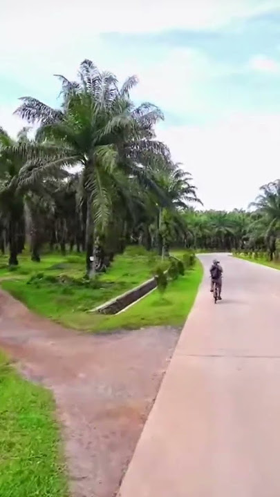 kebun sawit di pulau jawa luas juga salah satunya di Rangkasbitung,jalan menuju Bendungan Karian
