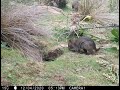 Animals and birds exploring wombat burrow