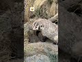 Shortvideo Nature Wildlife Shortvideo Nature Wildlife